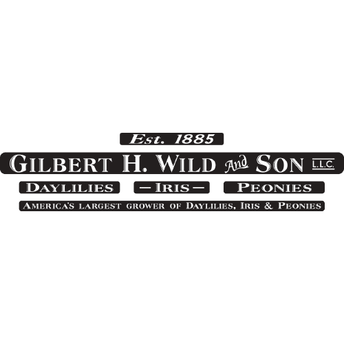 Gilbert H Wild & Son