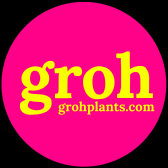 Groh plants
