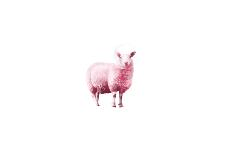 Pink Sheep